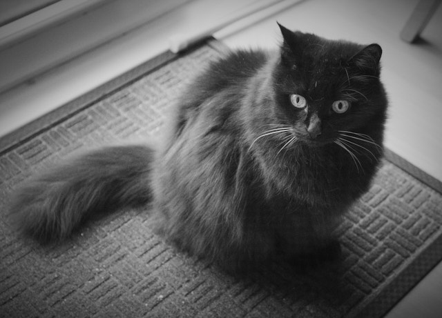 Fred